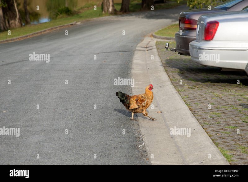 Best chicken road casino in Spain